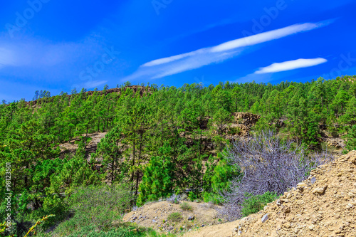 Fir Trees on Mountain Landscape