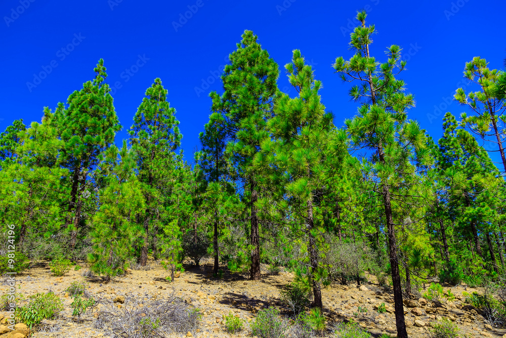 Fir Trees on Mountain Landscape