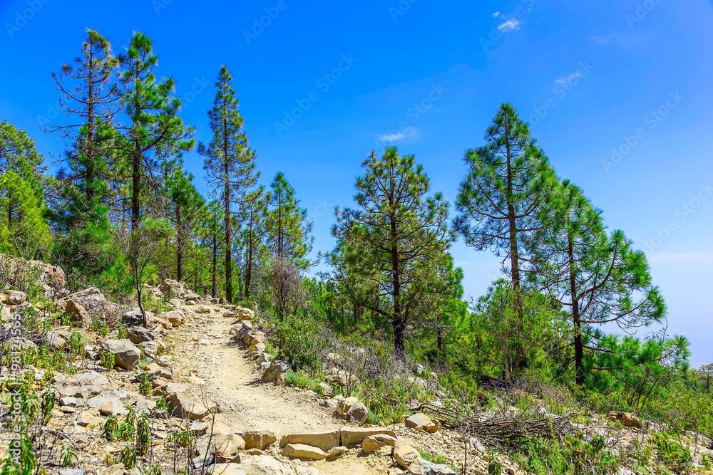 Fototapeta premium Fir Trees on Mountain Landscape