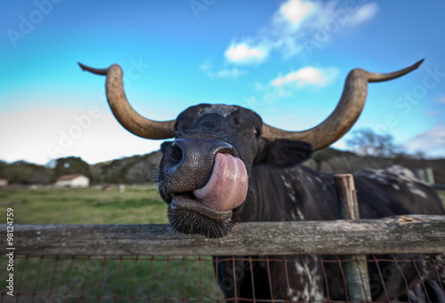 Bull licking inside his nose.