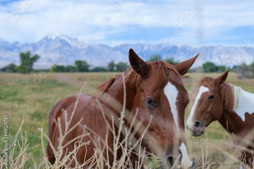 Two horses in the field behind some long grass.