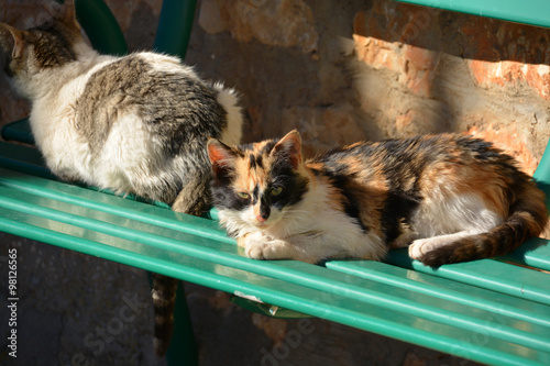 gato callejero photo