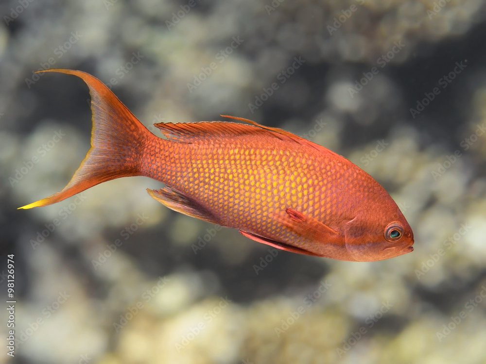 Lyretail anthias fish in sea water, sea goldie closeup Lyretail anthias fish in sea water, sea goldie closeup