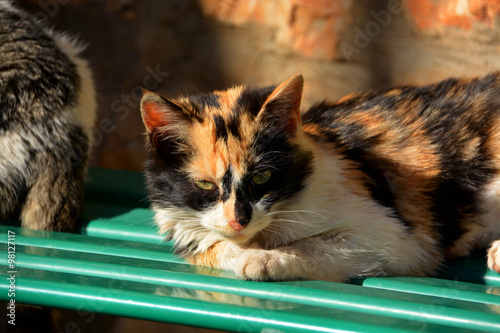 Photography gato callejero