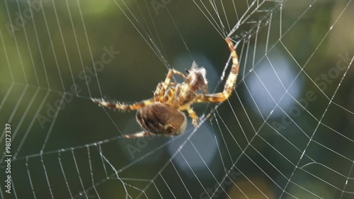 European garden spider wraps prey in silk and moves to hiding.