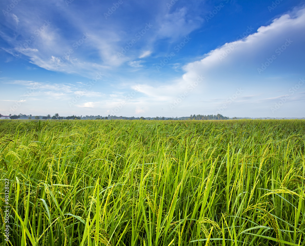 Paddy field in Malacca, Malaysia with blue sky Paddy field in Malacca, Malaysia with blue sky