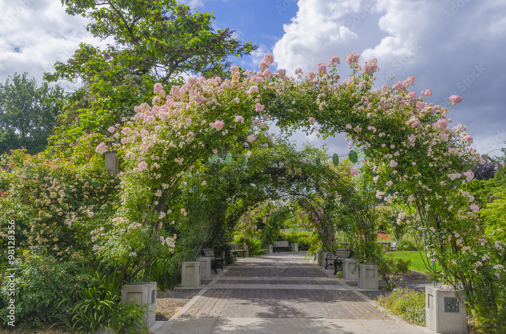 Owens Rose Garden Arch