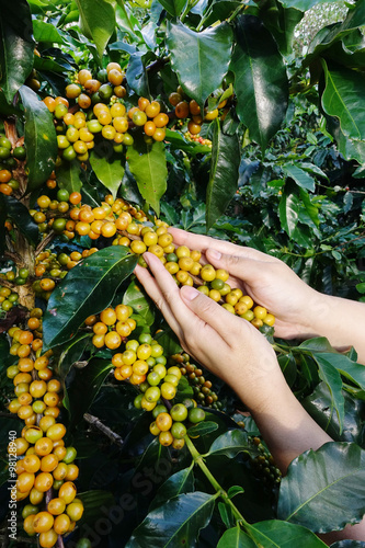 production of coffee beans harvested by hand