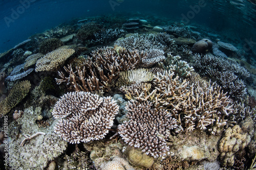 Corals Beginning to Bleach in Pacific