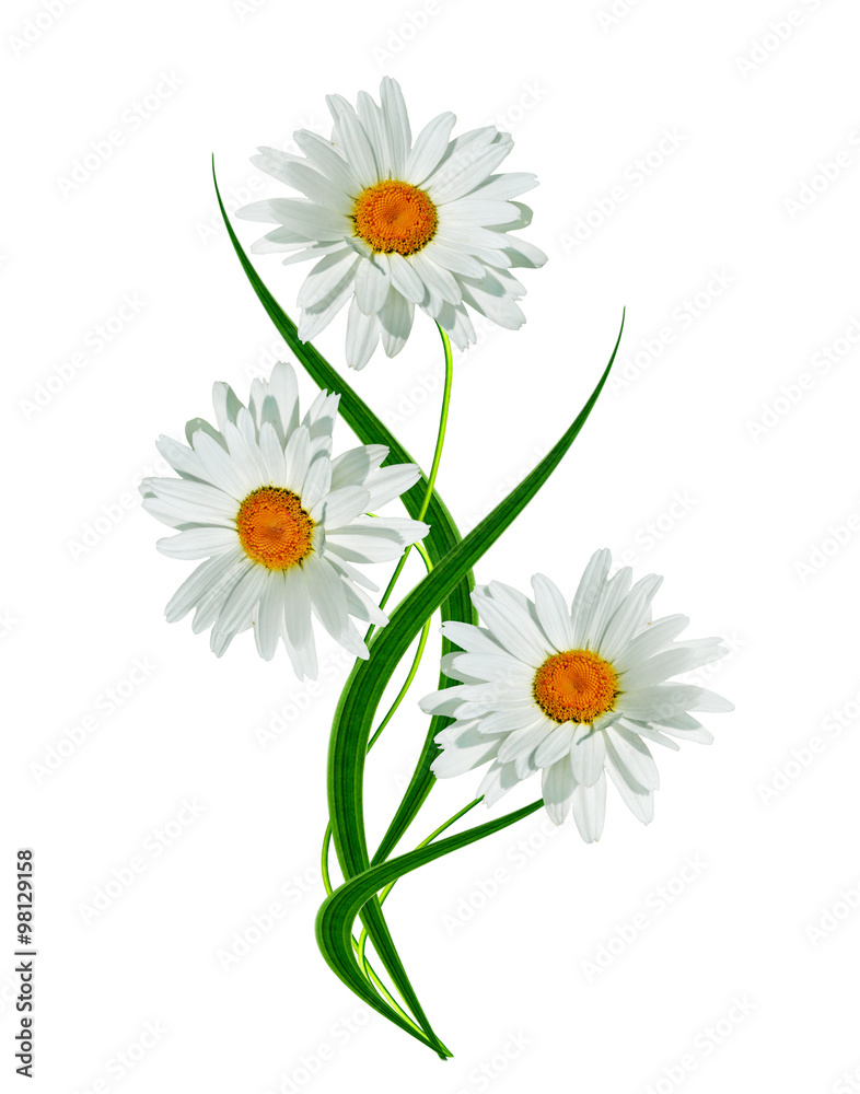 daisies summer white flower isolated on white background