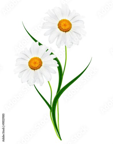 daisies summer white flower isolated on white background