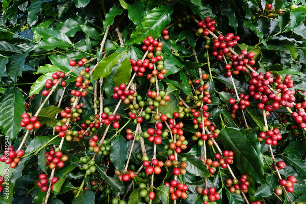 Obraz premium Coffee beans ripening on a tree.