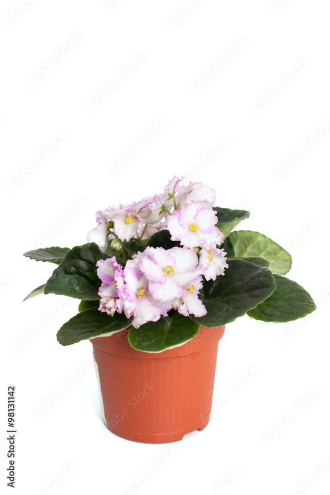 flowering Saintpaulia in garden pot