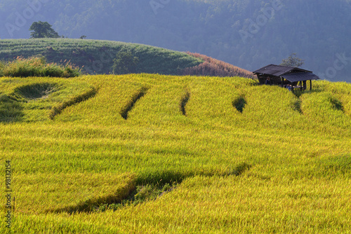 Terraced rice field at Ban Pa Bong Piang, Chiang Mai in Thailand.
