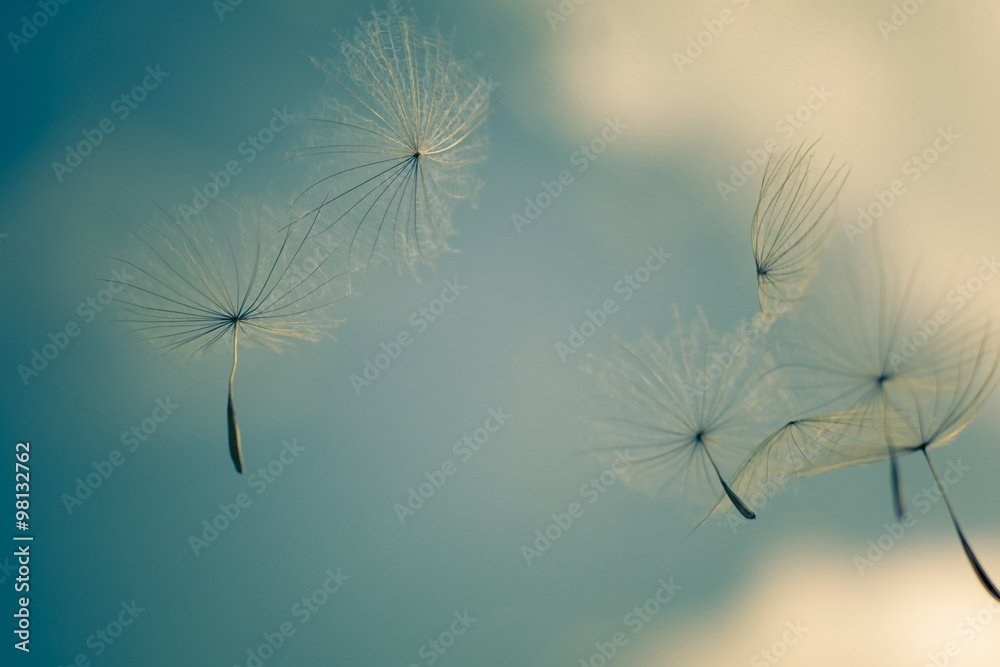 
dandelion seeds