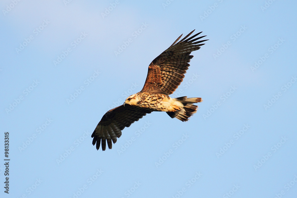 Endangered Female Snail Kite Endangered Female Snail Kite