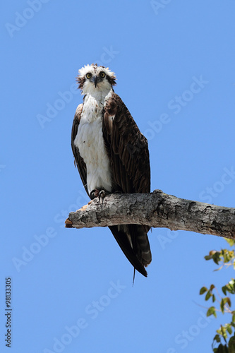 Osprey Pandion haliaetus