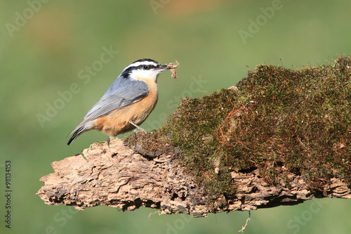 Red-breasted Nuthatch On A Log