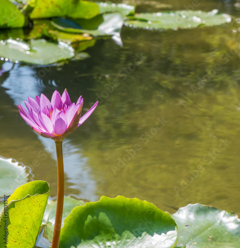 Violet Lotus blur background