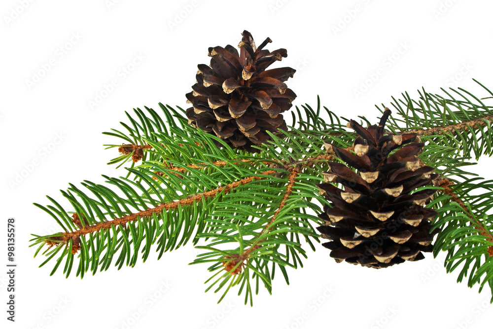 Branch of fir-tree and cone on a white background Branch of fir-tree and cone on a white background