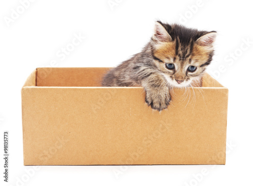Kitten in the box.