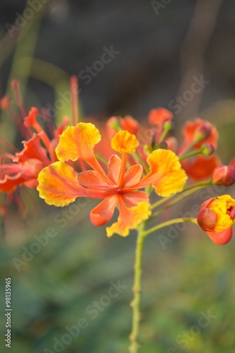 Flam boyant flower in garden