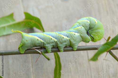 green caterpillar on limb Pergesa acteus photo