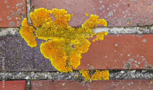 Landkartenflechte auf Backsteinmauer photo