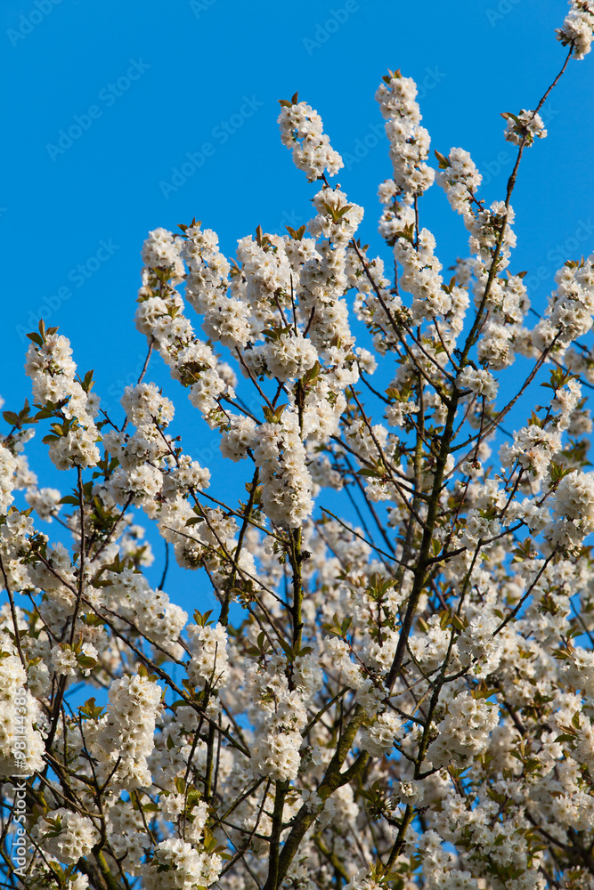 spring background. Spring Time spring background. Spring Time
