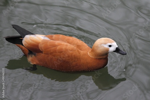 red duck photo