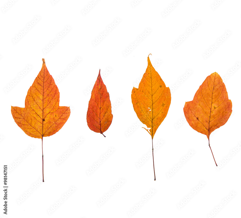 Fototapeta premium набор осенних листьев. оранжевые