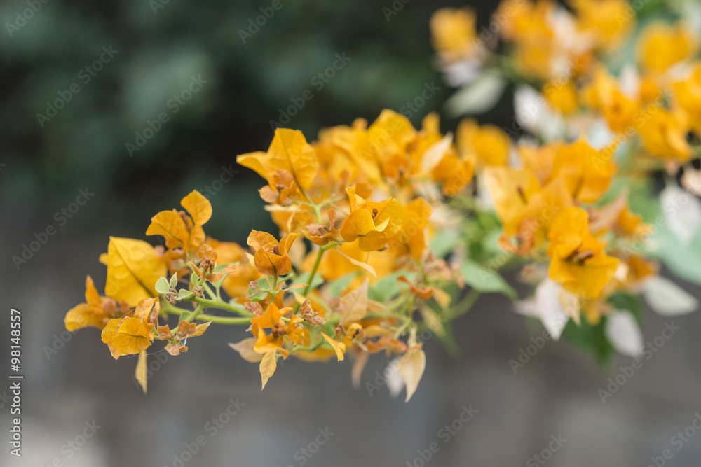 Yellow Bougainvillea Stock Photo | Adobe Stock