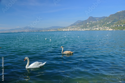 swans on lake geneva