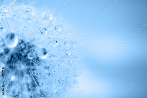 dandelion macro