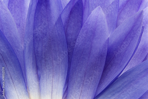 Nature background of blue lotus flower's petal