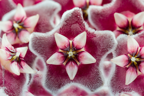 'Pink Hoya' flower
