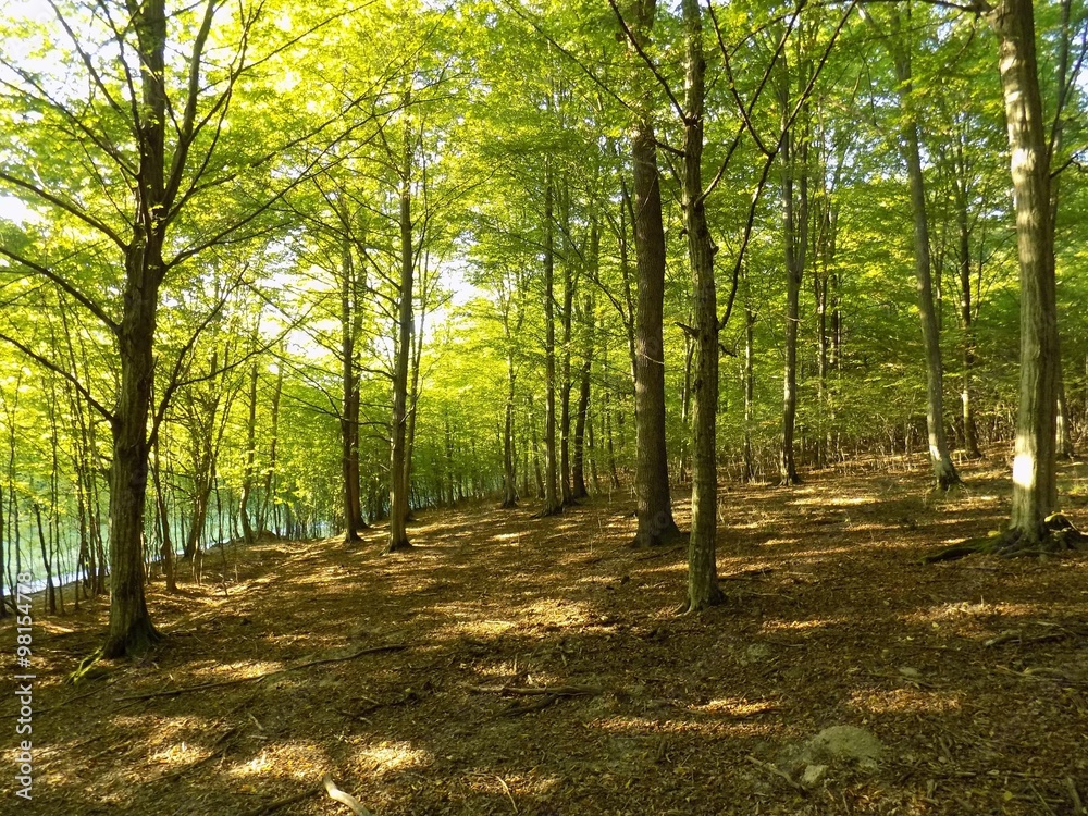 Obraz premium Deciduous forest