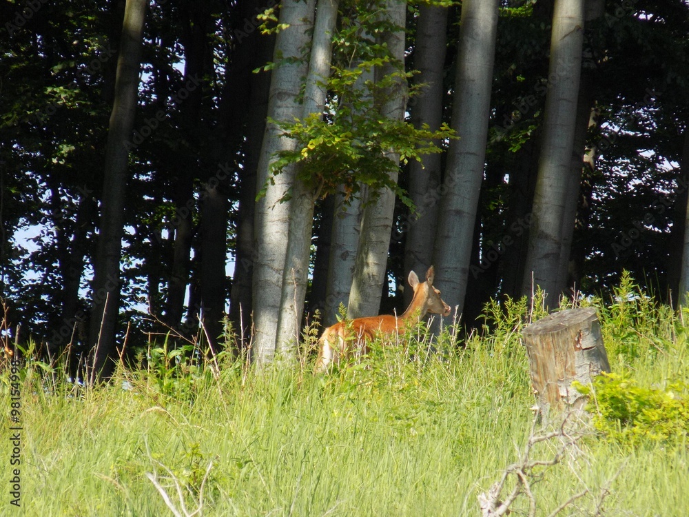 Doe between forest and meadow