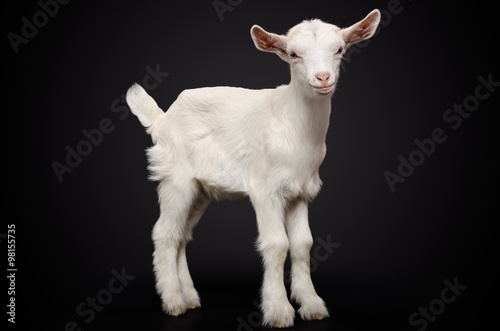 Portrait of a young white goat on black background