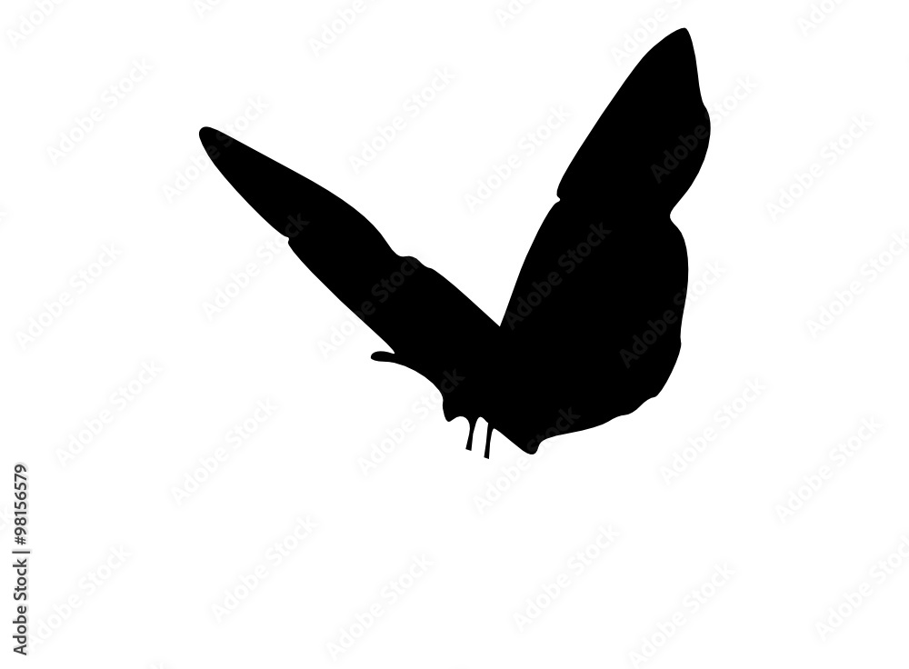 butterfly butterfly