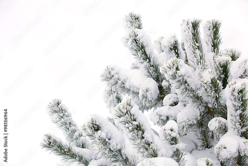 winterchistmas tree in snow