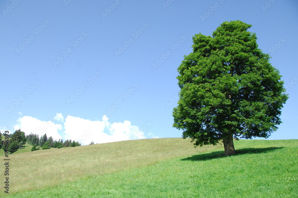 Obraz premium Go Green Trees