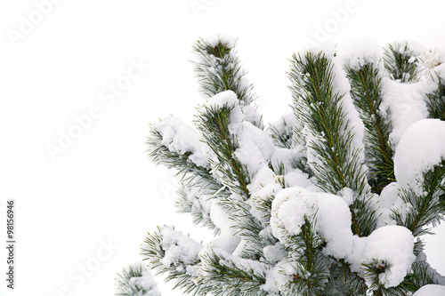 winter snow christmas trees photo
