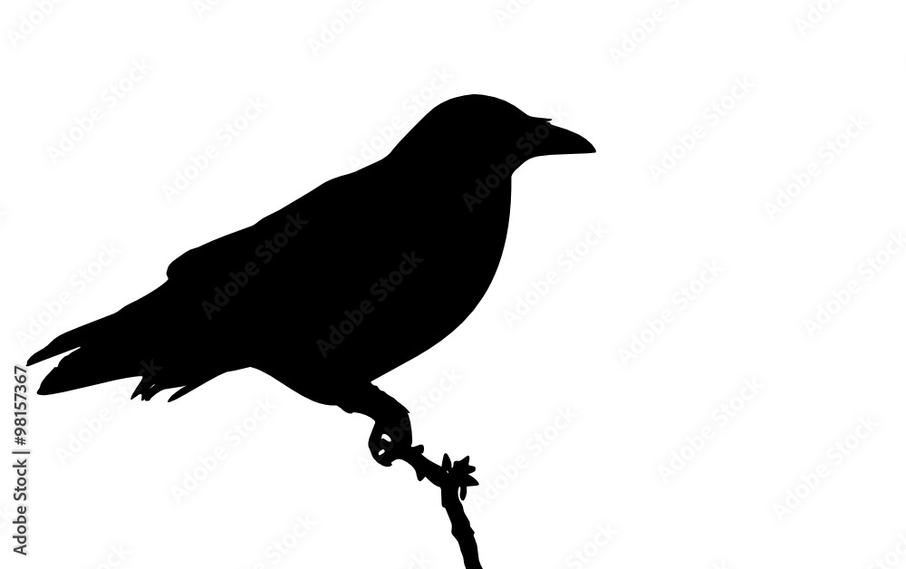 crow crow