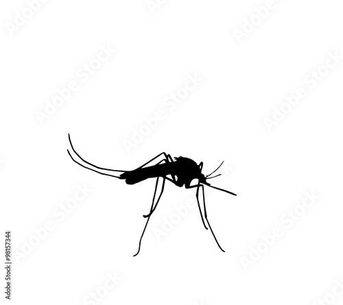 mosquito 