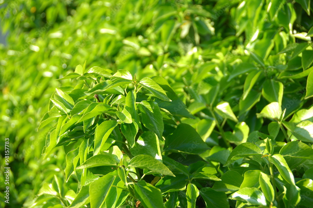 Fototapeta premium Go Green Trees