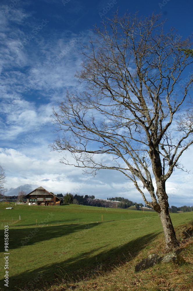 Obraz premium Go Green Trees