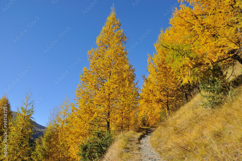 path in larch wood in fall
