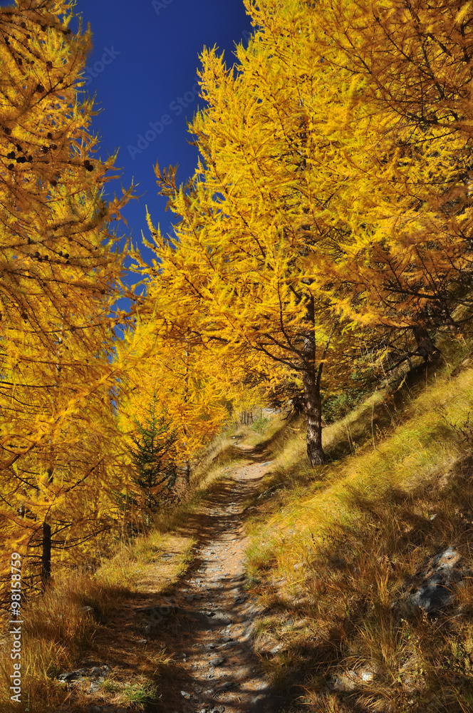 path through larch wood in the fall