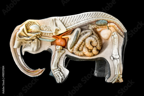 Skeleton elephant, entrails mock elephant